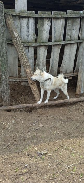 Продам лайку кабель