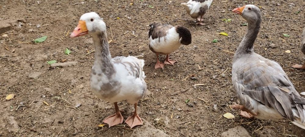 Gâște crescute natural la țară