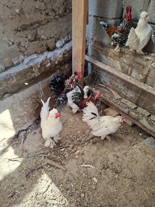 Куры карликовые...