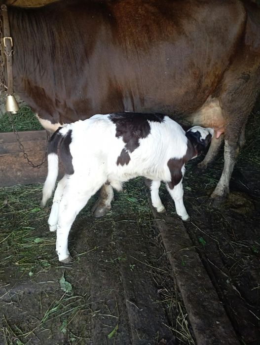 Vând vaca la prima fatare