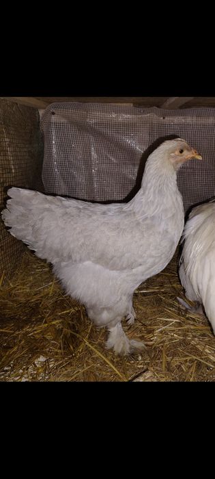 Cocoș și puicuță brahma Isabel