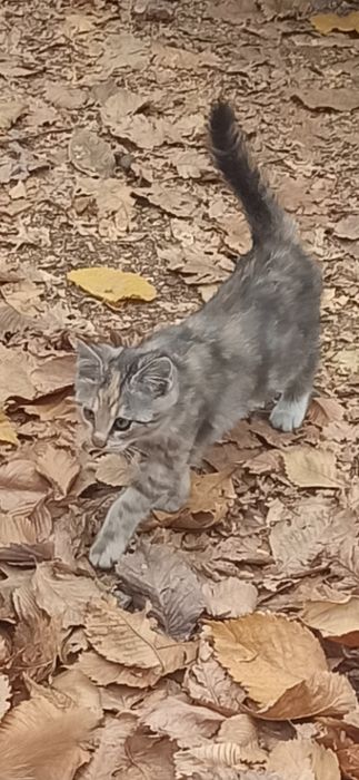 Котенок в добрые руки