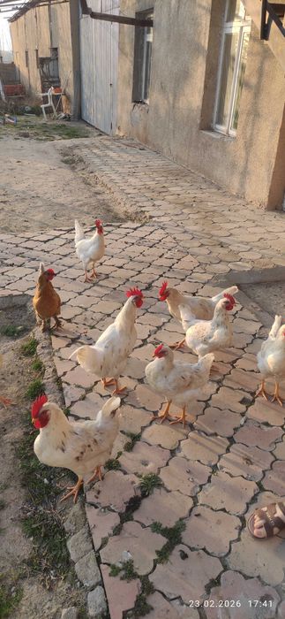 Хурозлар сотилади 3 дона қолди домашние 8 ойлик