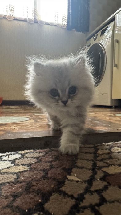 Продается Кошка Mushuk Sotiladi