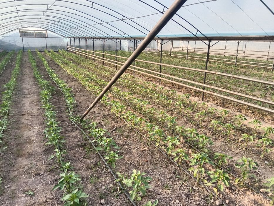 Issiq xona 4.5 soʻtx