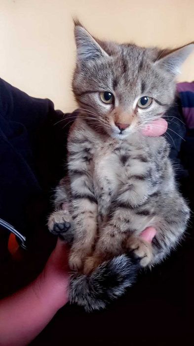 Kotyonok otdayotsya v dobriye ruki