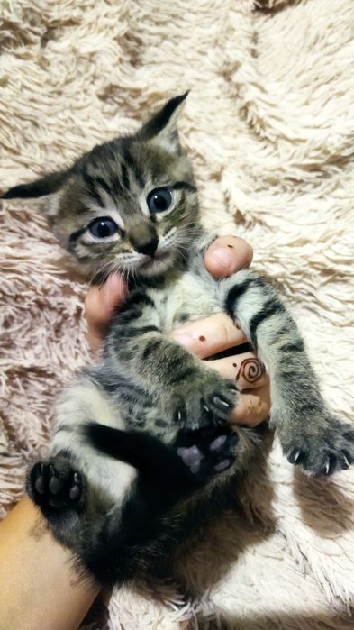 Отдам котят в хорошие руки