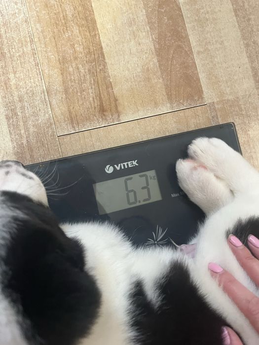 САО щенки в продаже