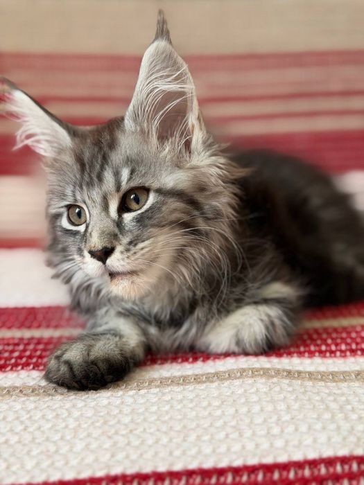 Котёнок Мейн-кун, 2 месяца. Чистокровный, очень красивый и здоровый
