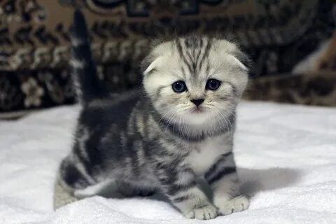 Котята шотландские