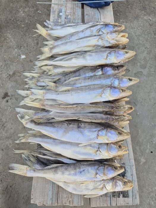 Вяленные судачки