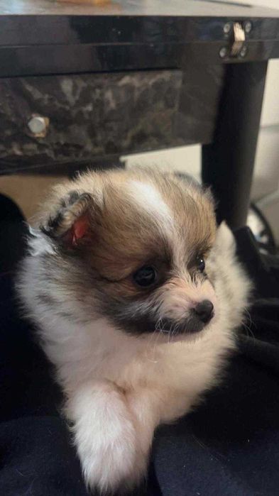 Мини шпиц Померан