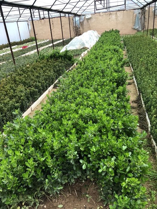 Шамшод кучатлари