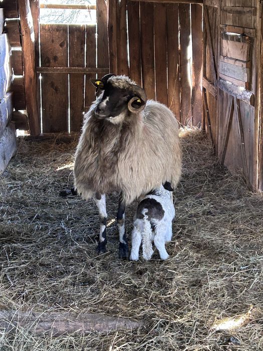 Disponibila oaie cu miel