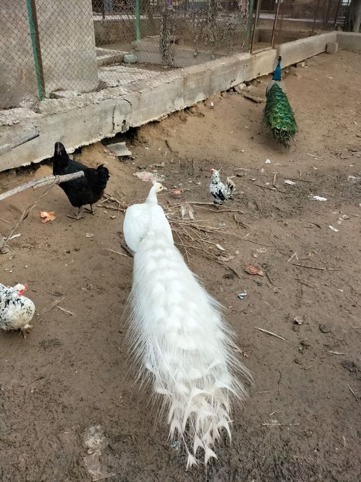 Үндік- павлин сатылады. Бағасы 25000теңгеден