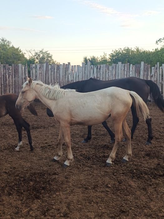 Кобылки полтарашки