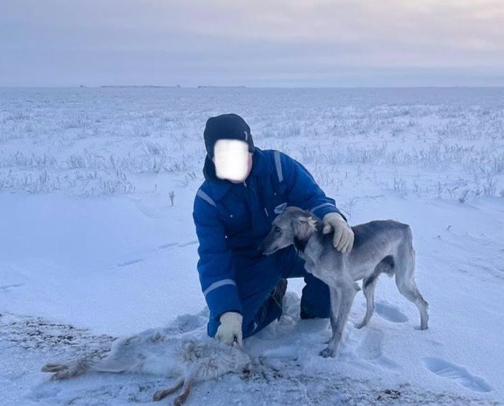 Ұрғашы тазы сатылады