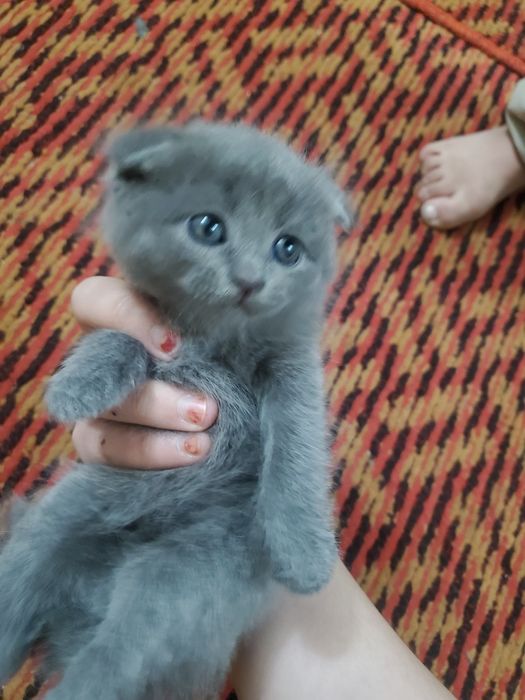 Parodali zotli mushukchlar