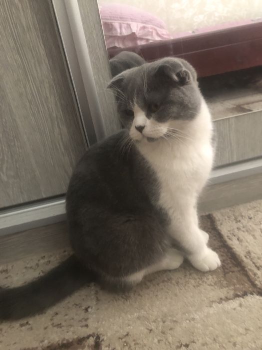 Scottish fold mushuk