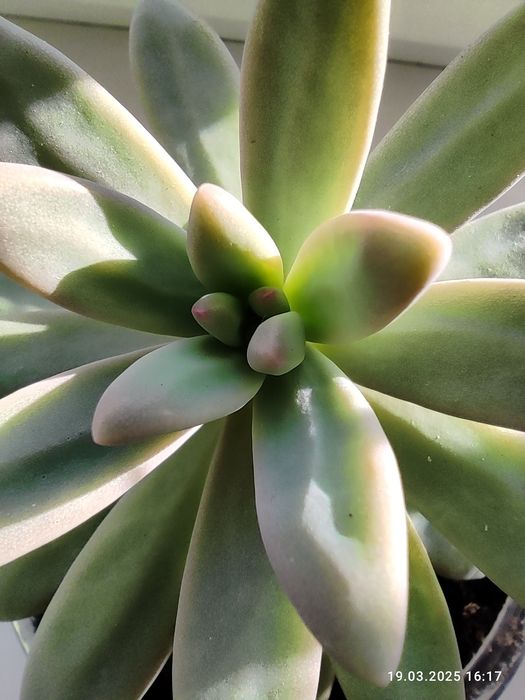 Граптоседум" Франческо Балди" .