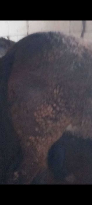 Vând mânză grea ardenez cu sânge rece ungurescc