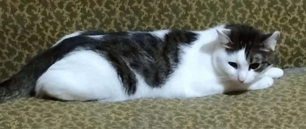 Снежинка в поисках самого лучшего дома!!