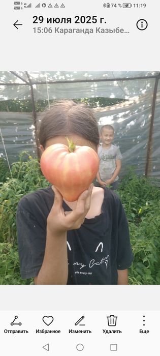 Чорный принц памидор рассада