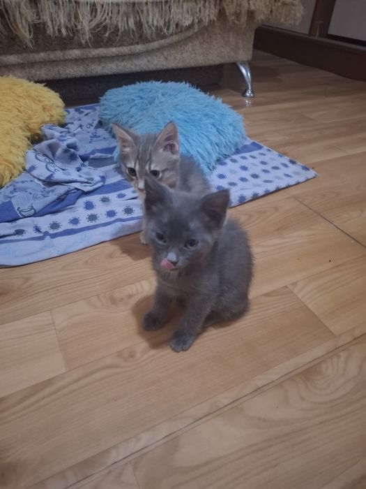 Отдам котят в добрые руки.