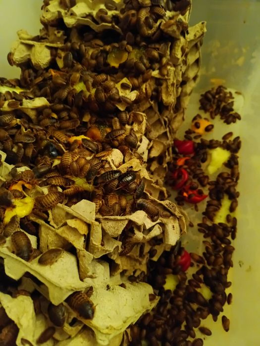 Hrana reptile blaptica dubia