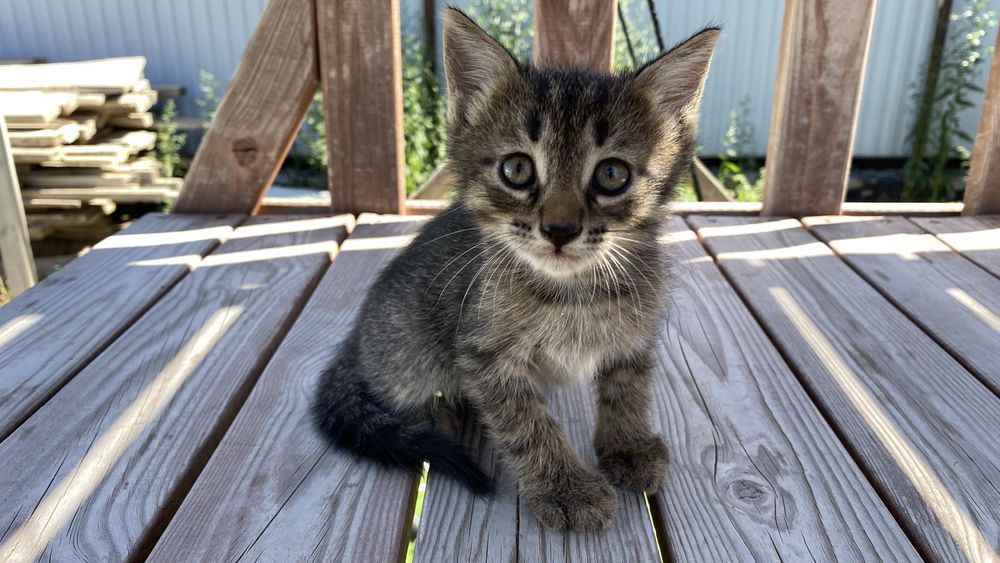 Отдам котят в добрые руки