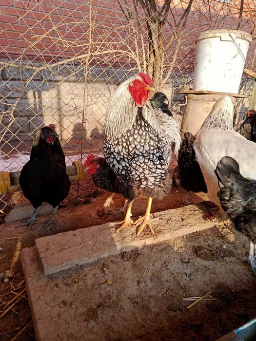 Продам петухи Виандот