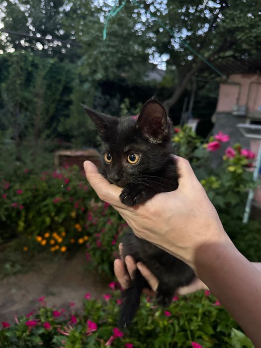 Отдам котят в заботливые руки