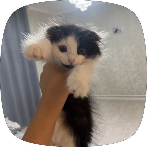кот мальчик достафка беспл ШОТЛАНСКИЙ