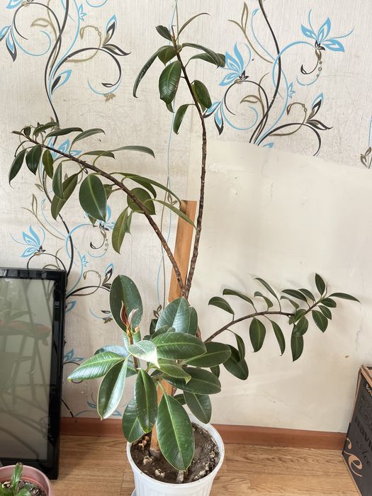 Фикус комнатные цветы