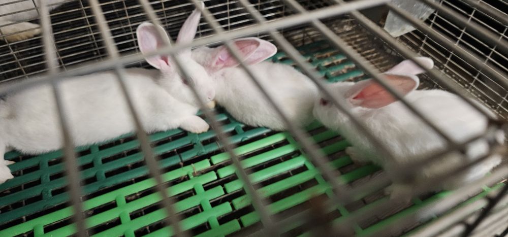 Vand iepuri Hycole francez si Panon alb, varsta 4-6 saptamani - 3 luni