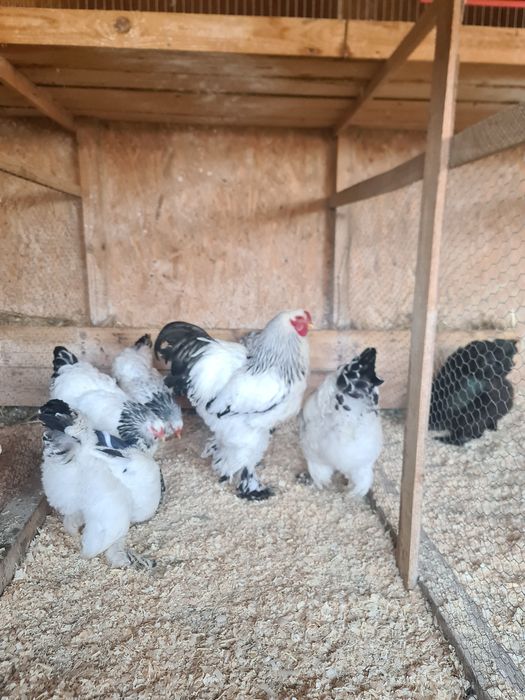 Ouă incubat păsări de rasă