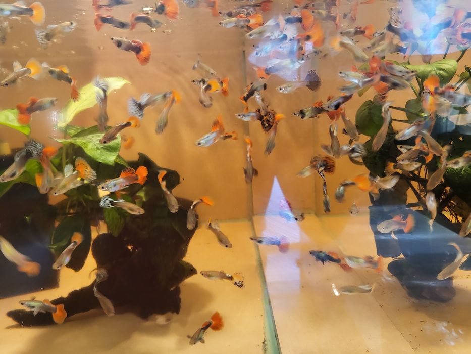 Vand Gupi 3 bucati la 10 lei