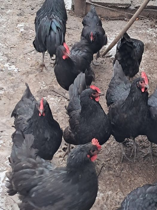 Oua Bio din gaini crescute free range