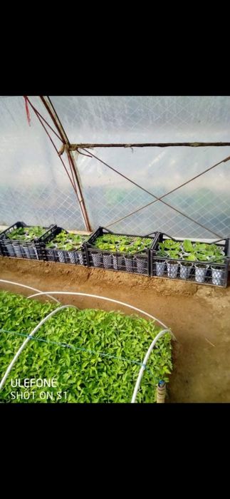 Разсад домати,краставички,тиквички,пипер,дини,пъпеши и др