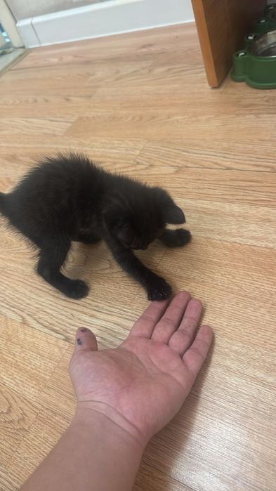 Жақсы бағатын семьялар болса