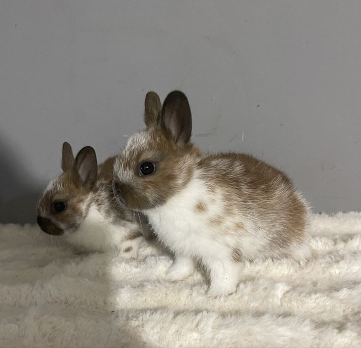 Iepuri olandez pitic