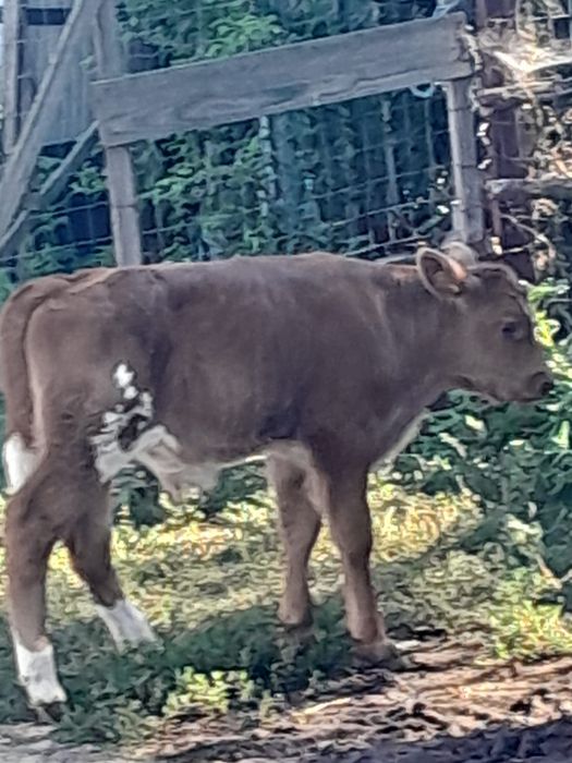 Vițel de carne de vânzare