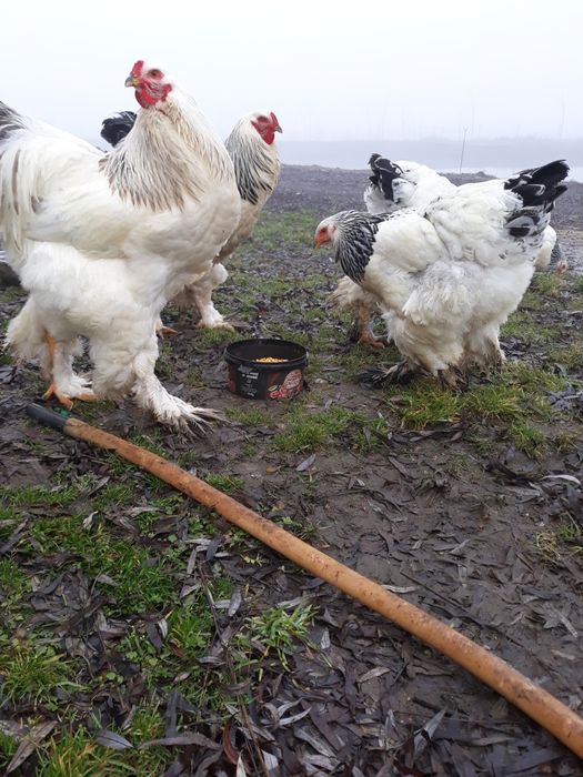 Vînd ouă găini rasă brahma herminat deschis