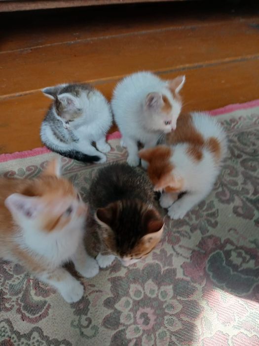 Отдам котят бесплатно