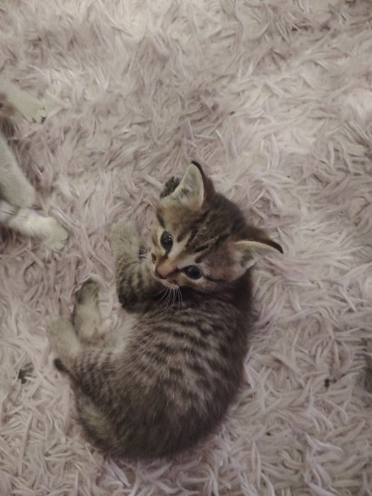 Отдам котят бесплатно