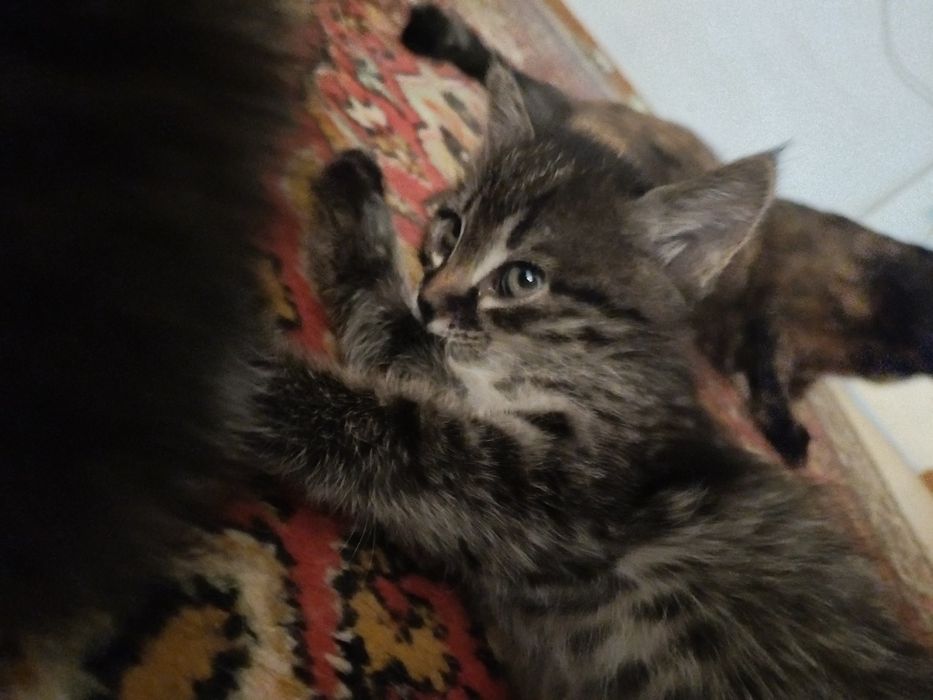 Срочно отдаю котят в хорошие руки