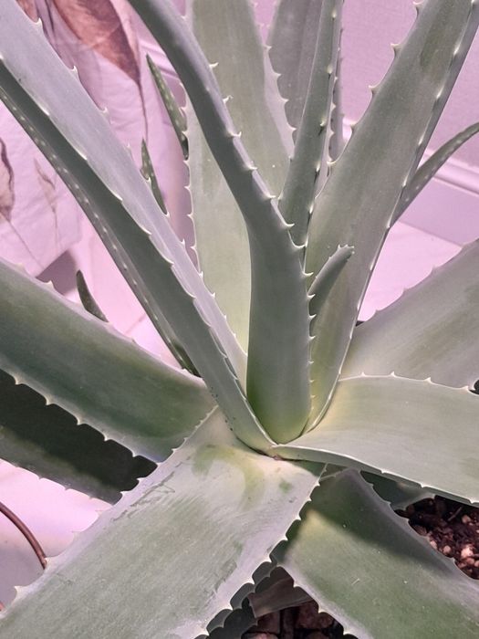 Комнатные растения район Ханшатыра