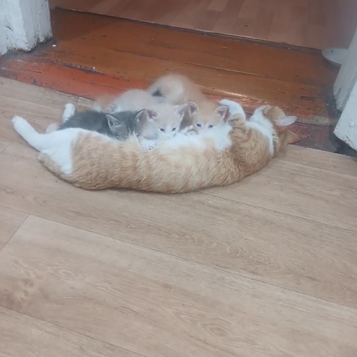 Отдам котят хорошенькие