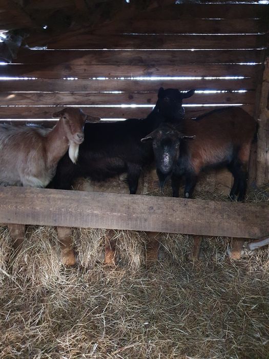 Vând capre,țapi și iezi