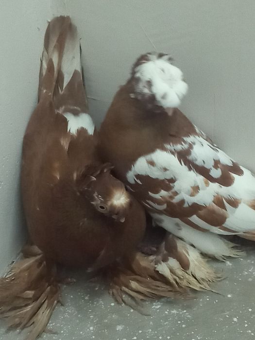 Продаётся пара чини двухчубые